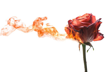 Flaming rose blooms in artistic display studio setting photography abstract environment close-up view conceptual art for impact