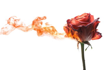 Flaming rose blooms in artistic display studio setting photography abstract environment close-up view conceptual art for impact
