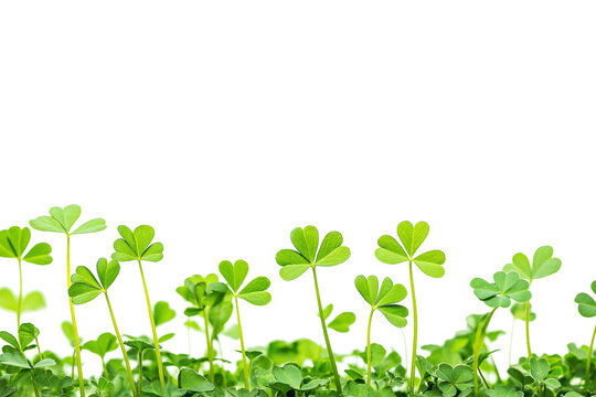 Growing green clovers in a bright white environment nature close-up fresh botanical beauty minimalist view natural concept