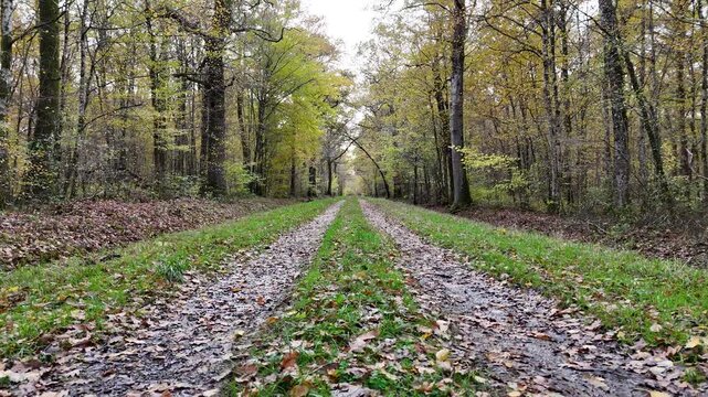 travelling avant dans un chemin forestier, avance entre les arbres dans une for&ecirc;t en automne 