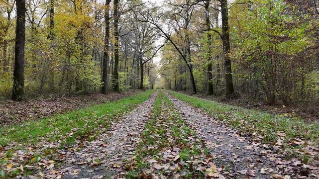 travelling arri&egrave;re au dessus d'un chemin forestier dans une for&ecirc;t en automne