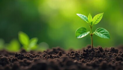 Wilting leaves, drooping stems, dry soil ? a clear depiction of a plant suffering from dehydration and exhaustion ,  sun,  heat