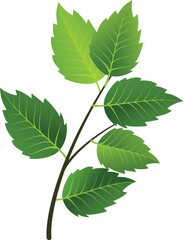 green leaves and Fresh green leaves isolated on white background and Green leaf pattern illustration on dark background