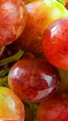 pink grapes a macro photo. textura or background