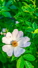 white flower of Wild Rose on a background of green leaves