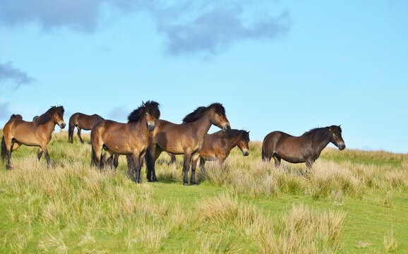 A herd of Exmoor ponies stood together on a moor.