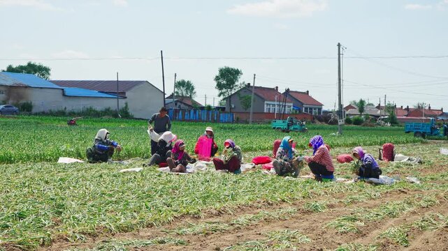 Farmers harvesting single-clove garlic outdoors in the countryside