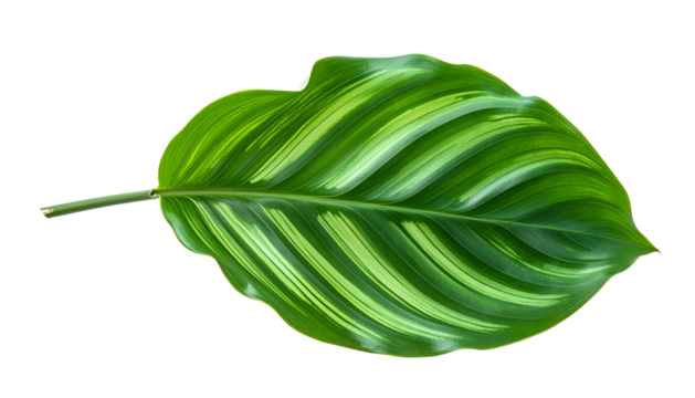 Close-up of a vibrant, striped green plant leaf on a black background