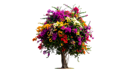A vibrant bougainvillea tree, a burst of colorful blossoms against a black backdrop