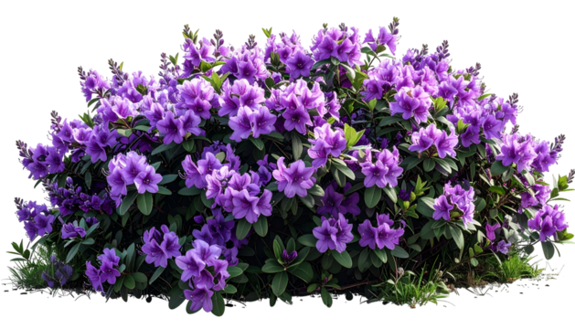 A vibrant bush overflowing with purple blossoms and green foliage, against a black backdrop