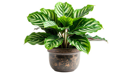 Obraz premium Lush Calathea Orbifolia plant with striking white striped leaves in a brown, textured pot