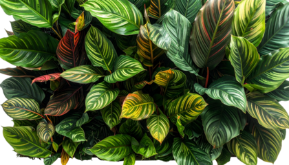 Overhead view showcasing a dense arrangement of colorful, patterned tropical foliage
