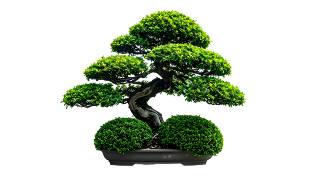 Isolated, artfully shaped bonsai tree against a transparent black background - Powered by Adobe