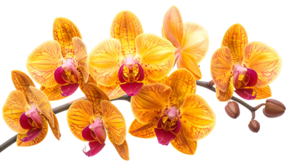 Branch of vibrant yellow orchids with red centers, isolated on a black background