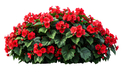 Lush, vibrant, round bush of red blossoms and green leaves, against a transparent backdrop