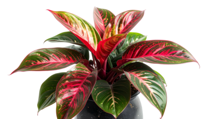A lush houseplant featuring vibrant red, green, and pink foliage