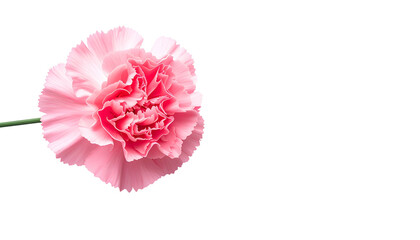 Vibrant pink flower with delicate petals and green stem, set against a black backdrop