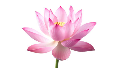 Exquisite close-up of a pink lotus flower in full bloom, against a black background