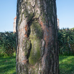 Fototapeta premium close-up shot of a tree trunk, with a textured bark and an indent partially covered with moss, against a background of reeds and a building under a blue sky.