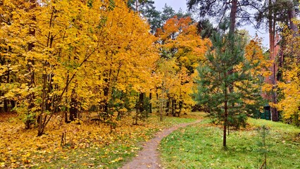 Naklejka premium A dirt path leads past red brick buildings through the grassy lawns of a city park strewn with fallen leaves. Deciduous trees are covered with leaves of bright yellow and red colors. Cloudy autumn