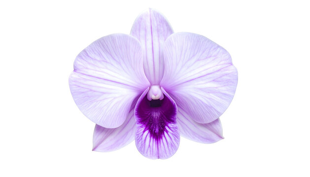 Isolated close-up of a delicate, lavender and purple orchid bloom, black background
