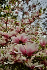 Fototapeta premium White and pink magnolia blossom in sunlight, delicate spring flower 