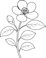 Cute kids coloring pages, easy quince flower, quince flower vector art, simple flower drawing, unique flowers coloring page