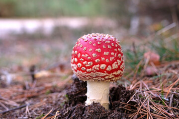 Red and white Fly Agaric 'fairy' mushroom growing amongst the leaves and moss in woodland.