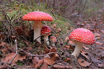 Red and white Fly Agaric 'fairy' mushroom growing amongst the leaves and moss in woodland.