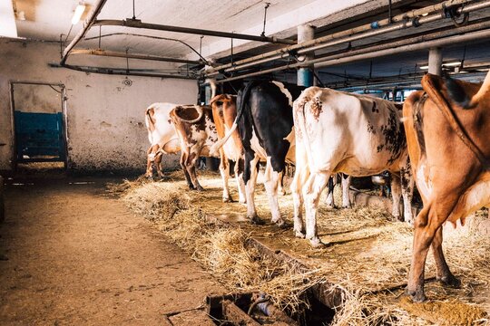 Different cows standing side by side and grazing in barn