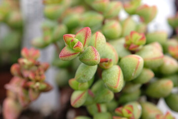 Green and red Crassula brevifolia, also known as Baby Bells or teapot succulent.