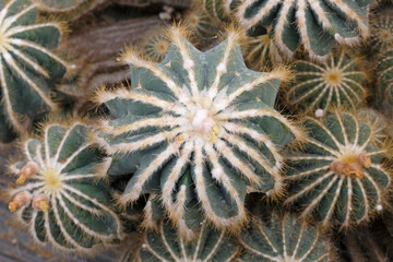 Green Parodia magnifica, magnificent ball cactus.