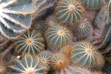 Green Parodia magnifica, magnificent ball cactus.