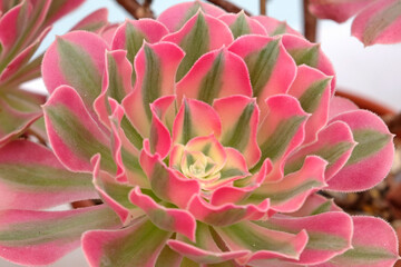 Pink and green Aeonium ‘Pink Witch’ succulent.