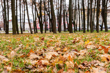 Autumn park with fallen yellow and brown leaves on green grass. Trees without leaves and blurred city buildings in the background. Peaceful fall scenery.
