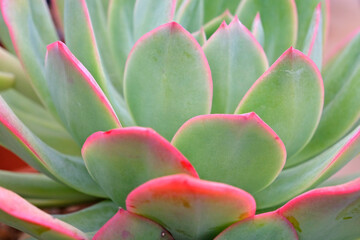 Green with pink edges, Echeveria ‘Luella’ succulent.