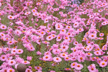 Pink Symphyotrichum novae angliae, New England Aster, or Michaelmas daisy, ‘Badsey Pink’ in flower.
