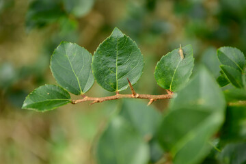 Xylosma congesta, an evergreen shrub or small tree with sharp thorns and glossy green leaves.