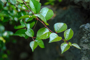 Xylosma congesta, an evergreen shrub or small tree with sharp thorns and glossy green leaves.