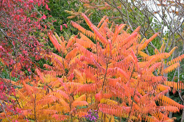 Bright orange Staghorn Sumac Tree during the fall.