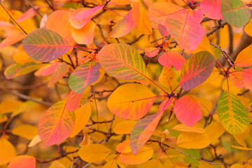 The pink and orange leaves of Cotinus coggygria,  Rhus cotinus, the European smoketree, Eurasian smoketree, or smoke bush, during the fall.