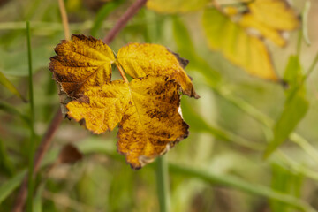 Yellow Autumn Leaf Close-Up