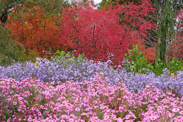 Pale purple Symphyotrichum turbinellum, also known as a purple prairie or smooth aster, in flower.