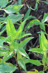 California Coast Sunflower, Encelia Californica, an exquisite native synoecious perennial shrub displaying new seasonal foliage elegantly emerging during late Winter in Coastal Los Angeles County.