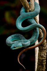 Trimeresurus insularis blue, blue viper snake from Komodo island. 