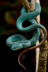 Trimeresurus insularis blue, blue viper snake from Komodo island.  © Deki
