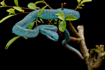 Trimeresurus insularis blue, blue viper snake from Komodo island. 
