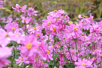 Pink semi double Anemone hupehensis , Japanese anemone ‘Rotkappchen’ in flower.