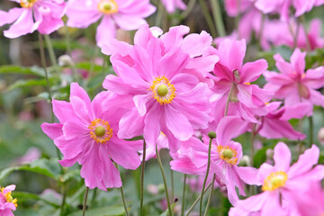 Pink semi double Anemone hupehensis , Japanese anemone ‘Rotkappchen’ in flower.