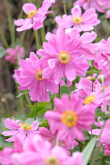Pink semi double Anemone hupehensis , Japanese anemone ‘Rotkappchen’ in flower.